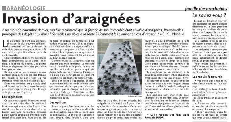 Araignees.jpg